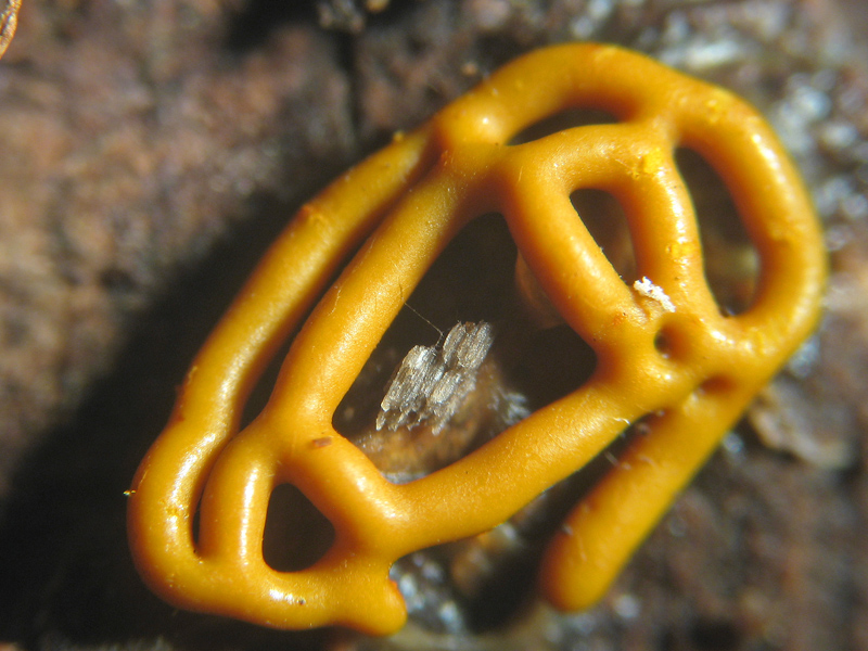 Hemitrichia serpula